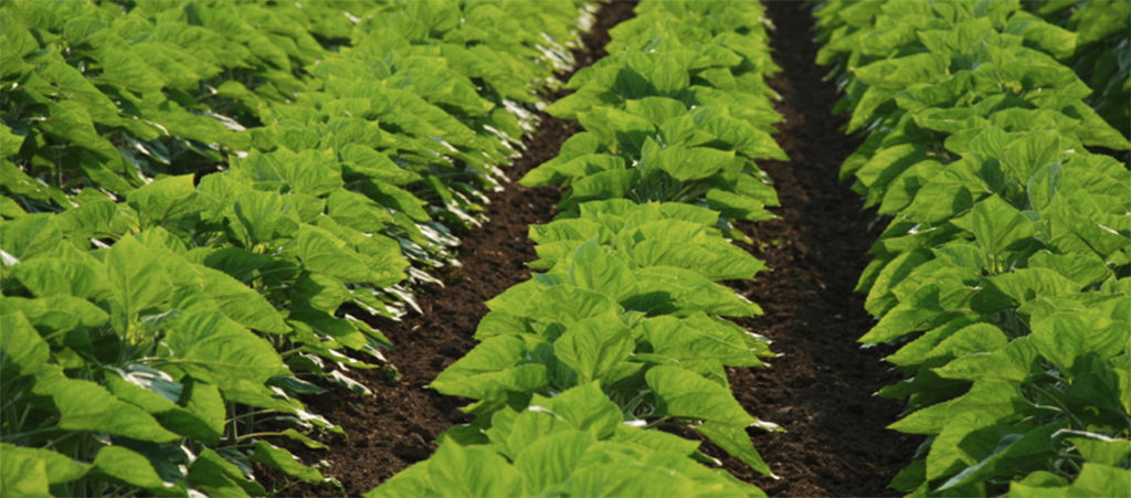 sunflower mid stage